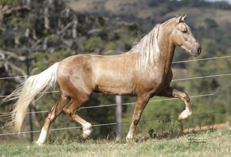 Cavalos venda permanente no haras Feijó - Cavalos e acessórios