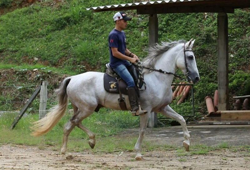 Foto Animal