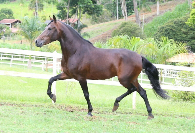 Foto Animal