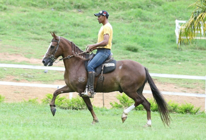 Foto Animal