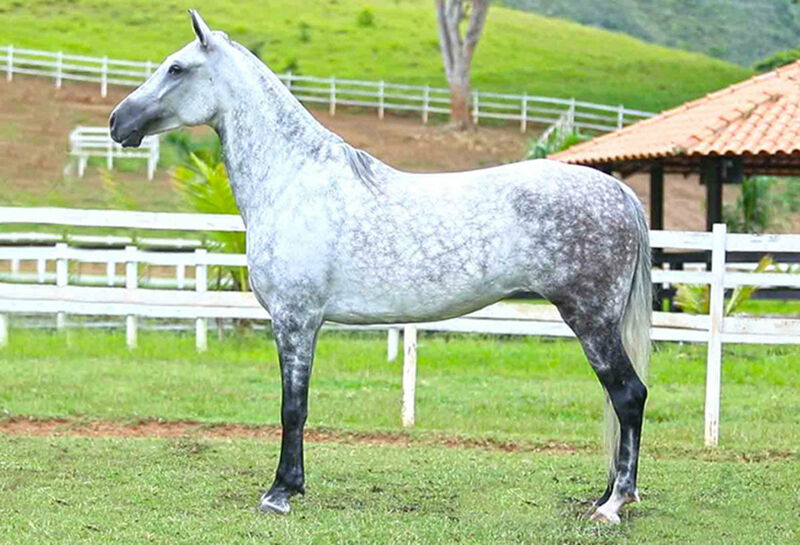 Foto Animal