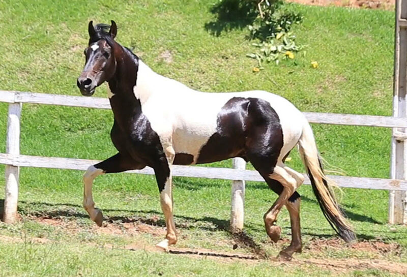 Foto Animal