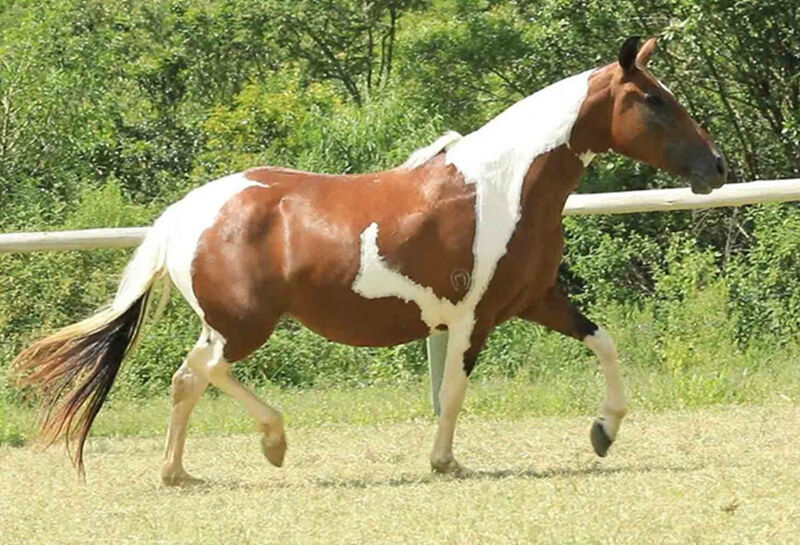 Foto Animal