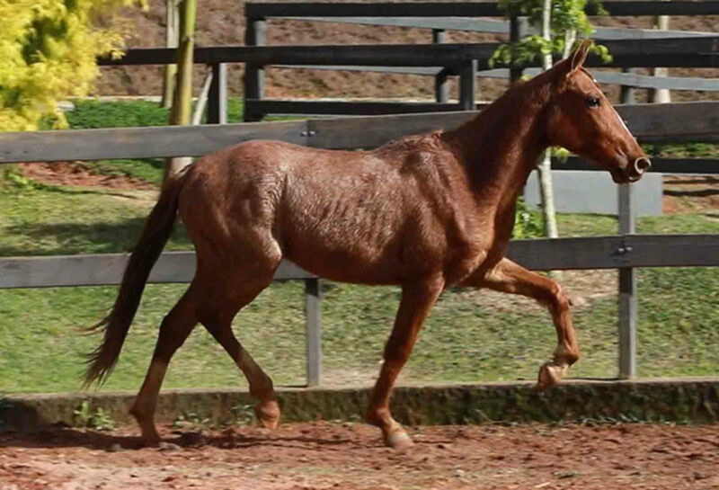 Foto Animal