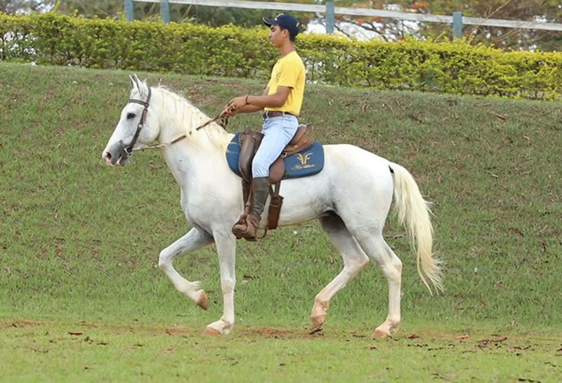 Foto Animal