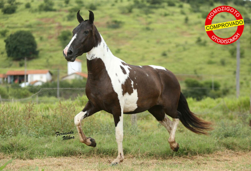 Foto Animal