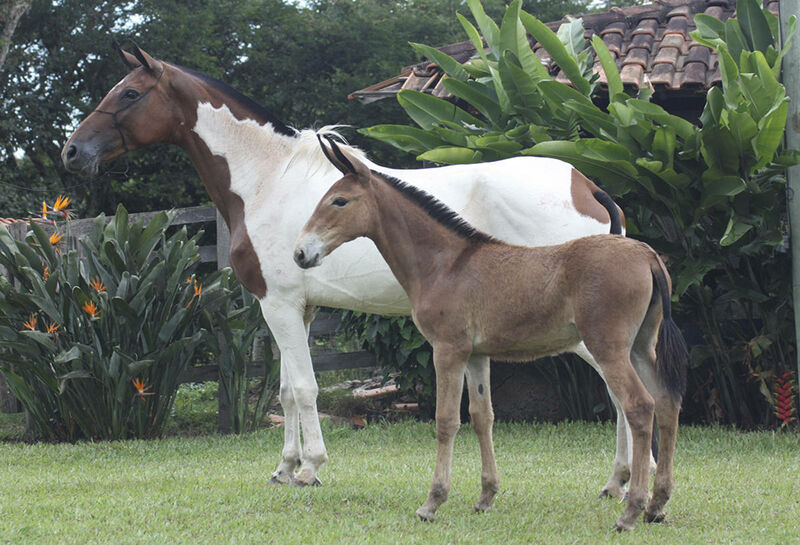Foto Animal