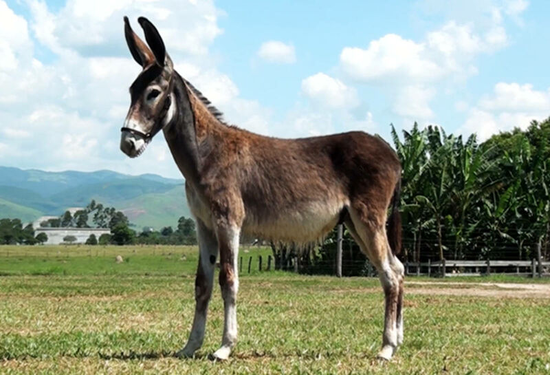 Foto Animal