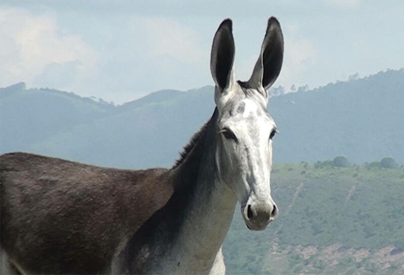 Foto Animal