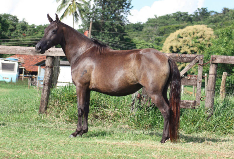 Foto Animal