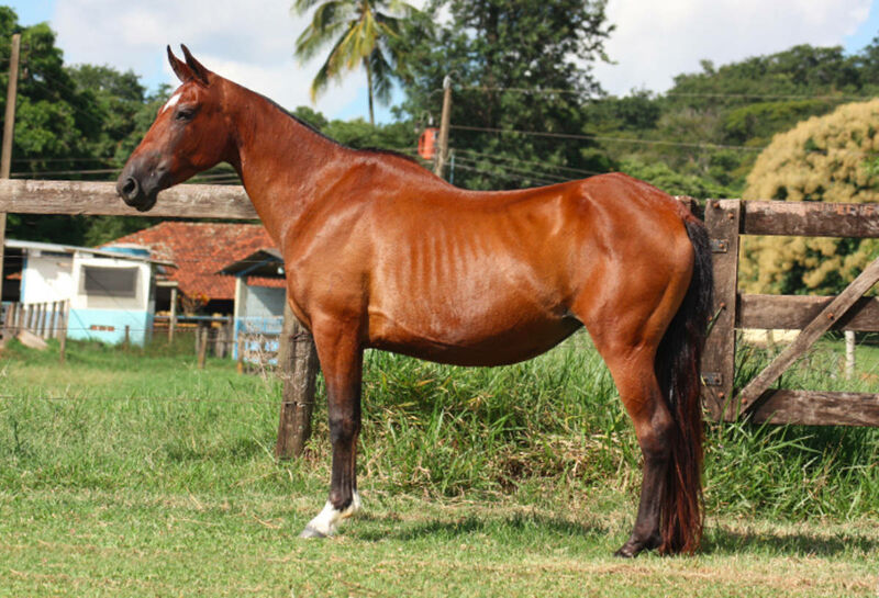 Foto Animal