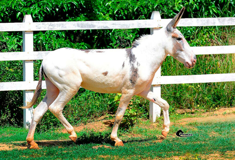 Foto Animal