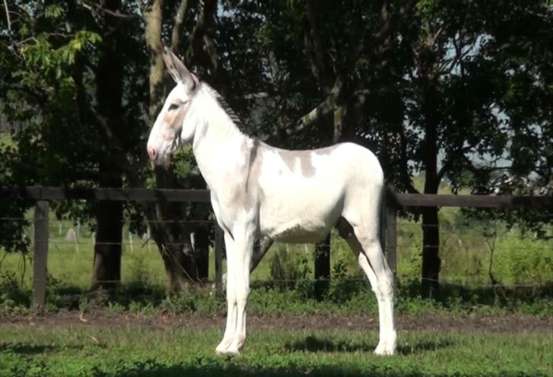 Foto Animal