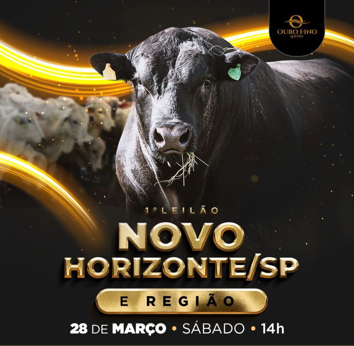 1º LEILÃO DE GADO - NOVO HORIZONTE