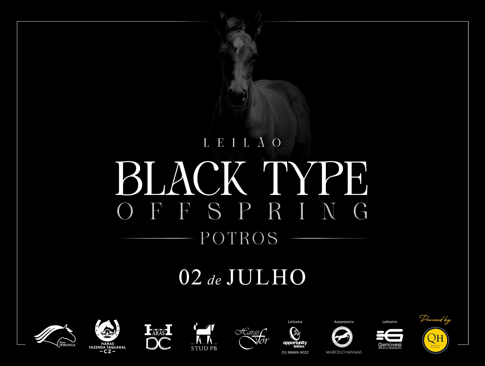 LEILÃO BLACK TYPE OFFSPRING - POTROS