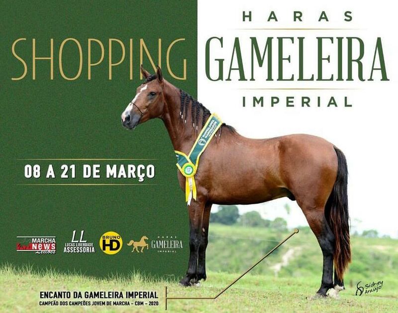 SHOPPING HARAS GAMELEIRA IMPERIAL