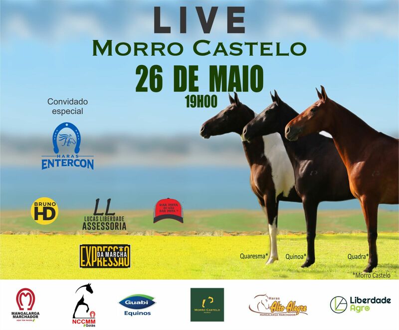 LIVE HARAS MORRO CASTELO