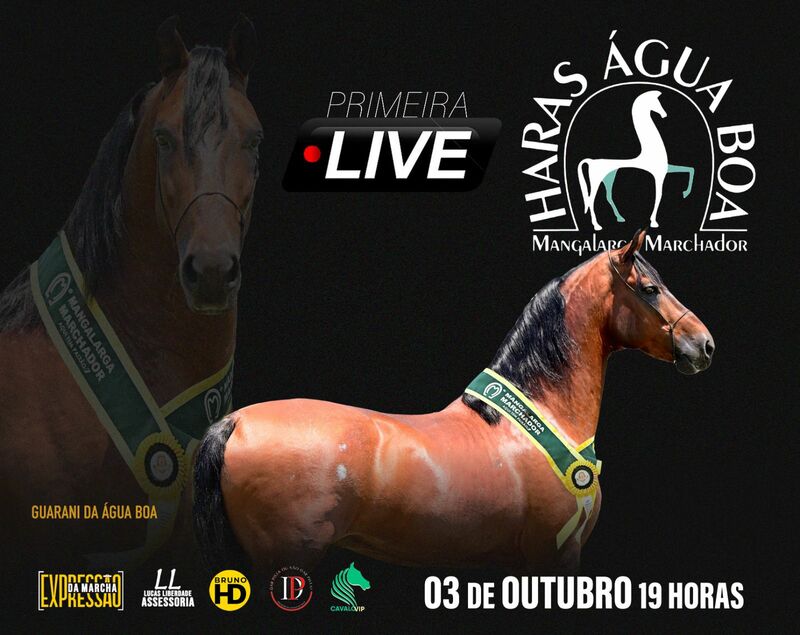 LIVE HARAS ÁGUA BOA