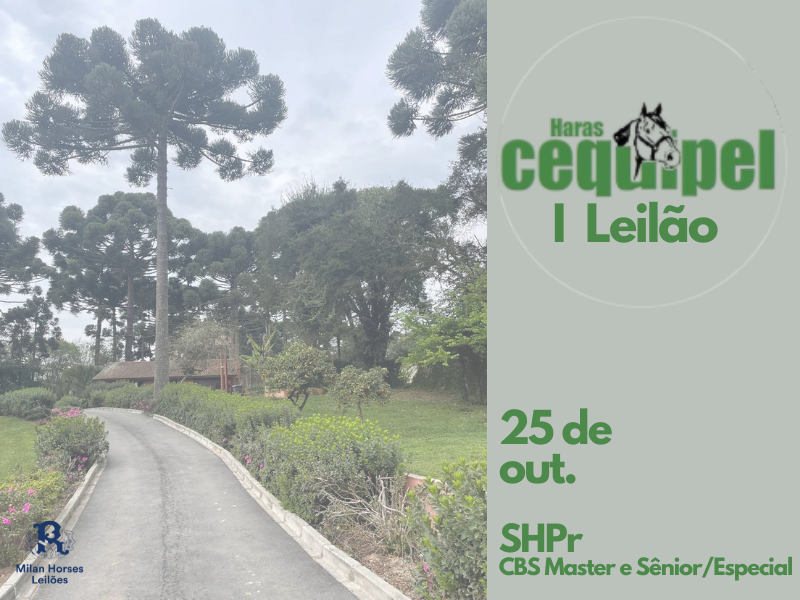 LEILÃO HARAS CEQUIPEL MASTERS