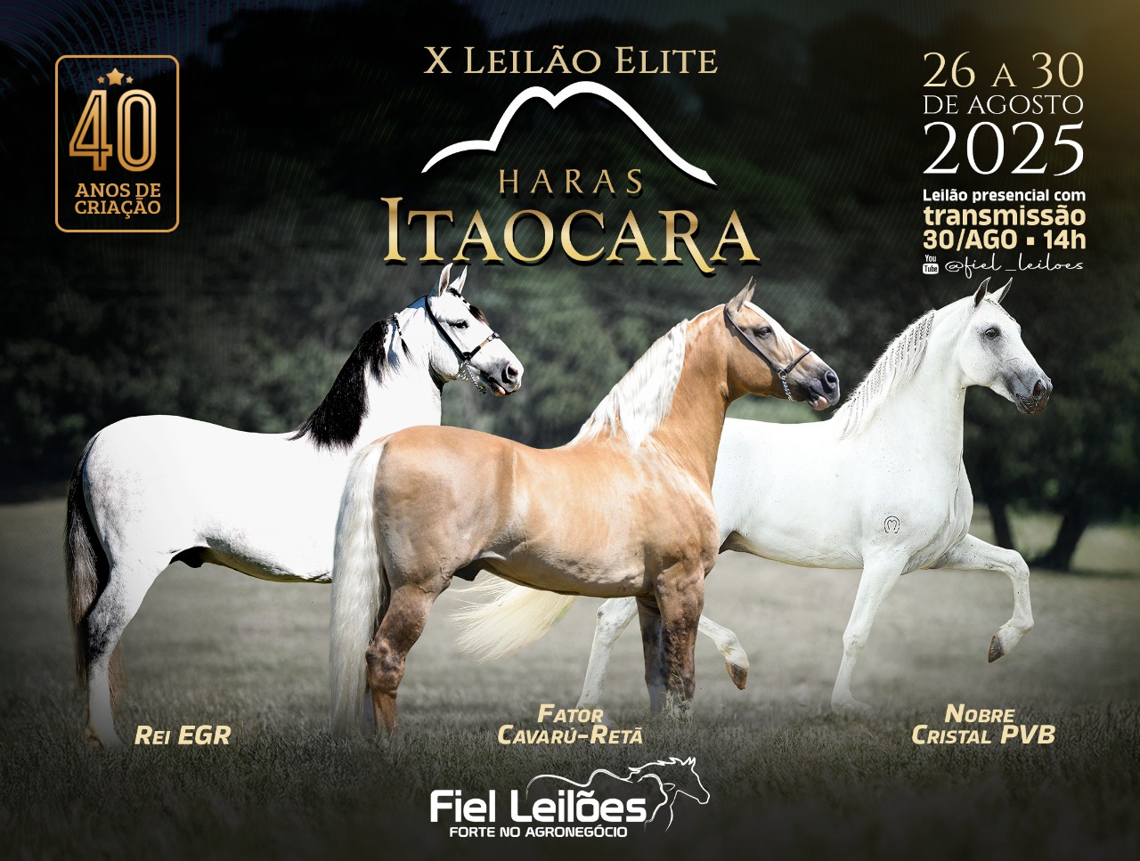 Banner Leilão