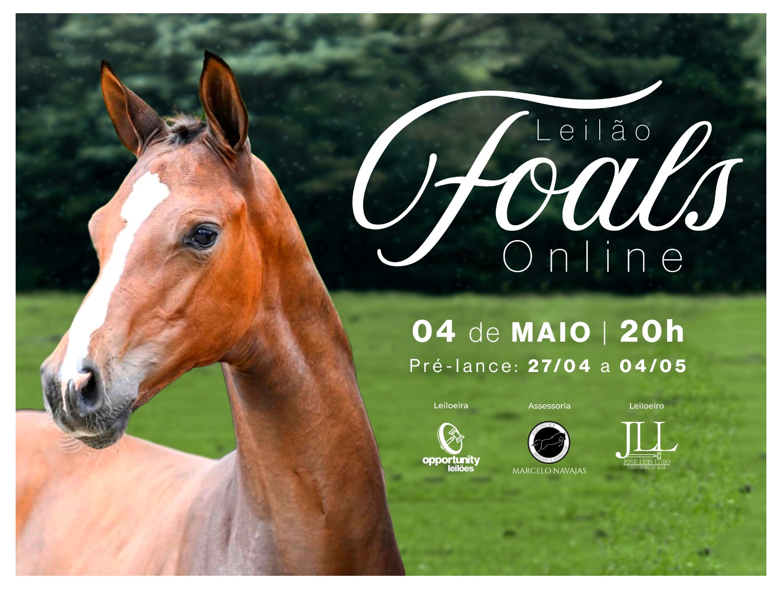 LEILÃO FOALS ONLINE