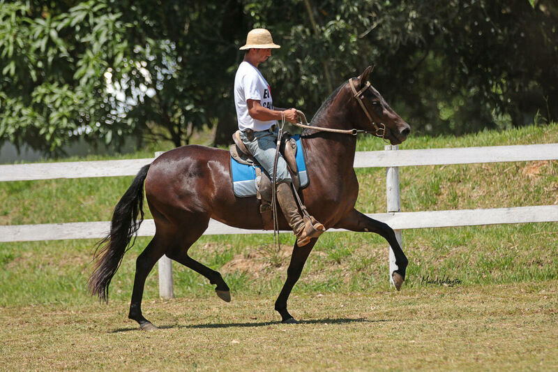 DESTAQUE BELUGA DA HARMONIA FH