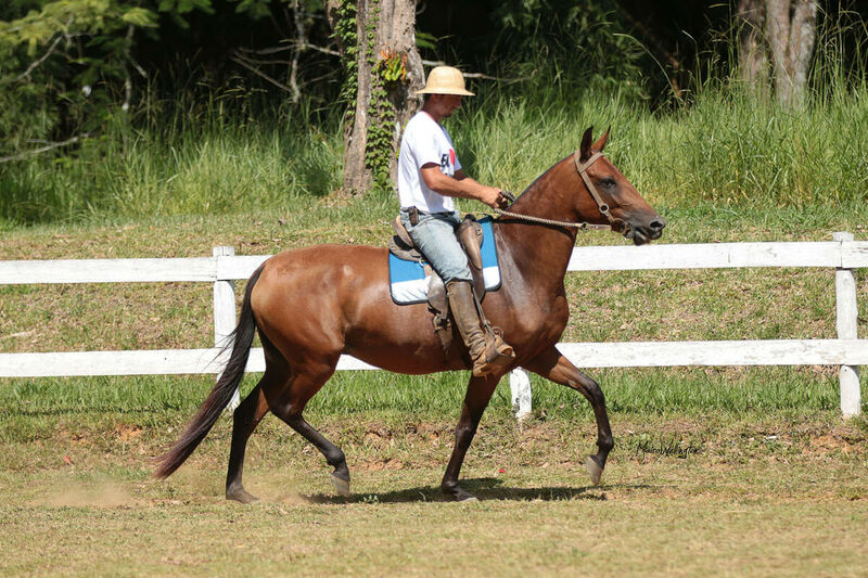 DESTAQUE BERENICE DA HARMONIA FH