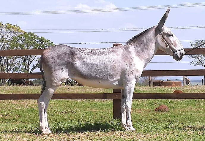 Foto Animal