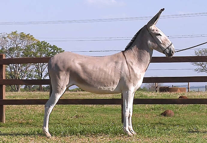 Foto Animal