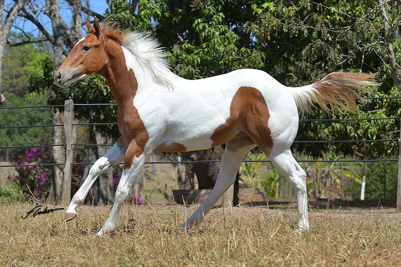 Premiação dos Líderes de Estatística no Jockey Club de Sorocaba