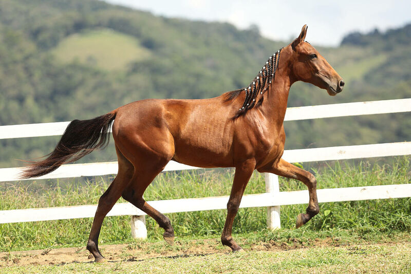 WM Leilões - Mangalarga Marchador