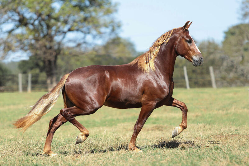 TOP TOMBOS em Cavalos - Rodeio de Colorado 2018 