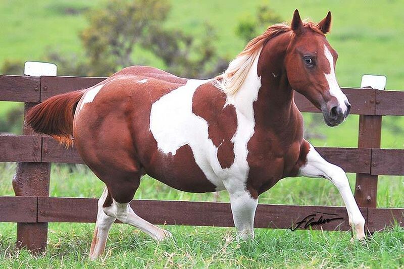 Paint Horse: conheça tudo sobre essa raça de cavalo - Blog MF Leilões