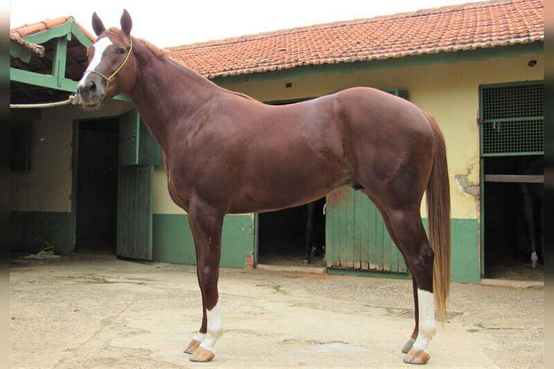 ZORRERO BIG DOC Cavalo que vem se destacando no Maranhão