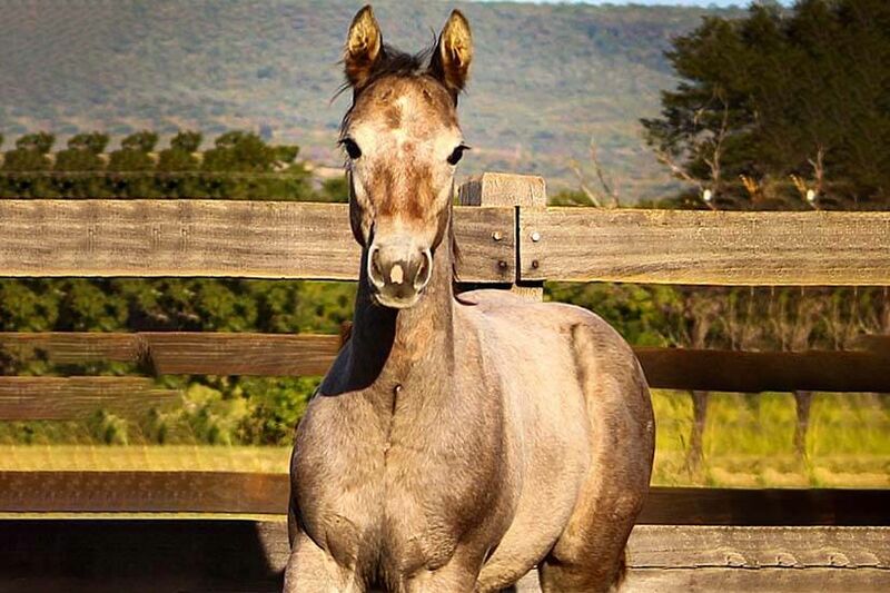 ZORRERO BIG DOC Cavalo que vem se destacando no Maranhão