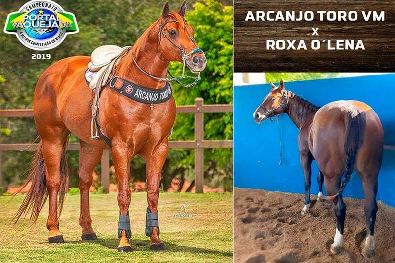 ZORRERO BIG DOC Cavalo que vem se destacando no Maranhão