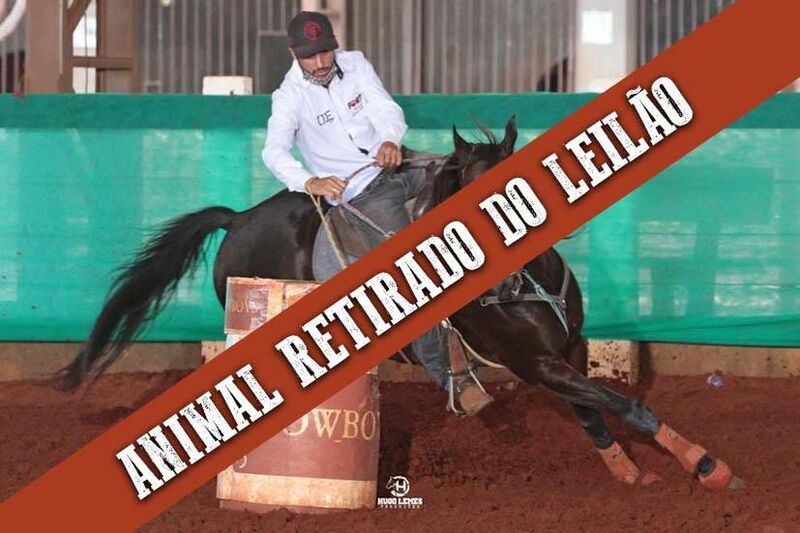 ZORRERO BIG DOC Cavalo que vem se destacando no Maranhão