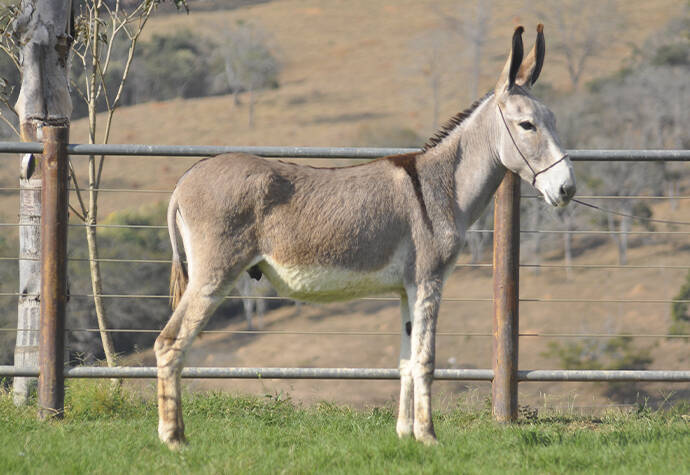 Foto Animal
