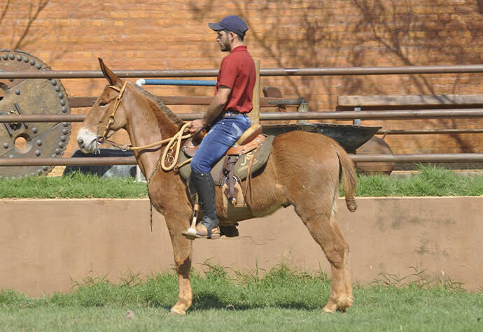 Foto Animal