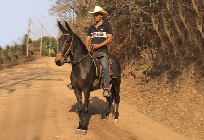 Foto Animal