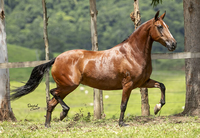 Foto BARONESA ESTRELA DA SERRA