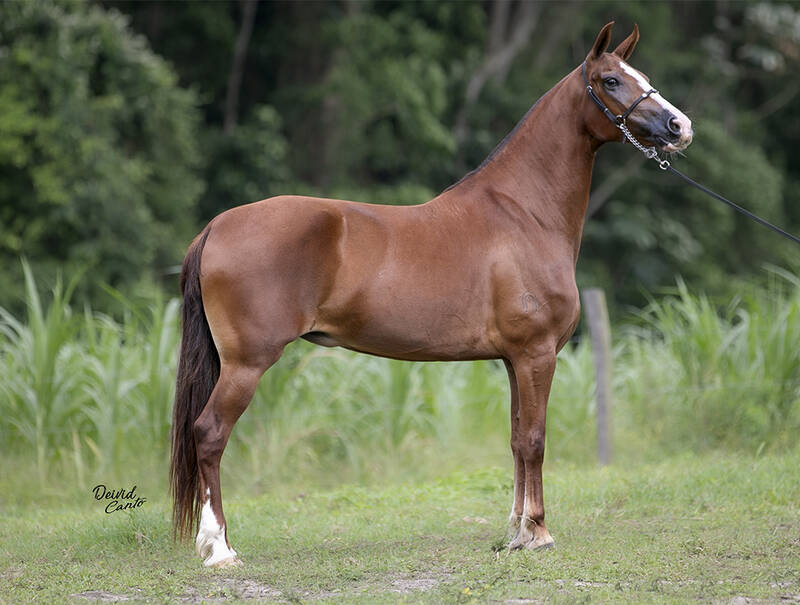 BRAHMA PATA NEGRA