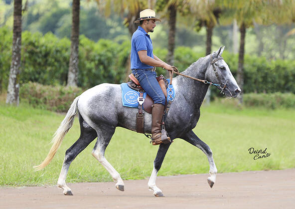 Cavalo alazão tostado de marcha picada - Cavalos e acessórios - Mata de São  João 1246892923