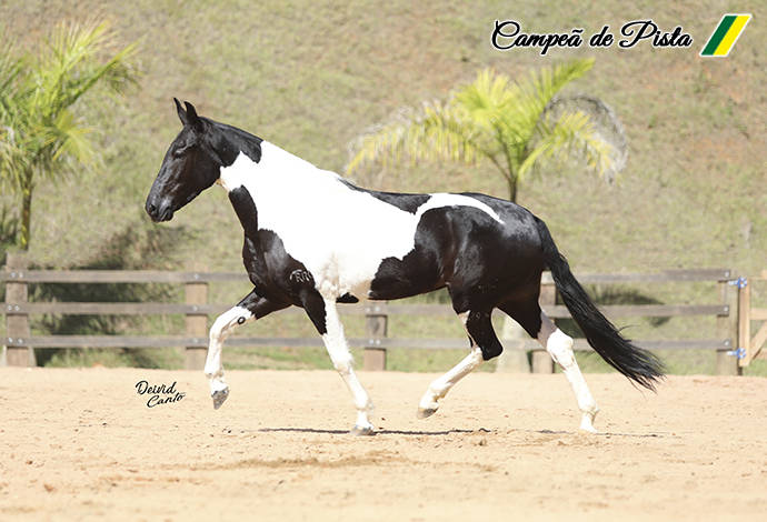 cavalo pulador pantanal falado 