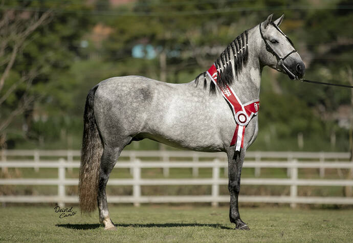 Foto Animal