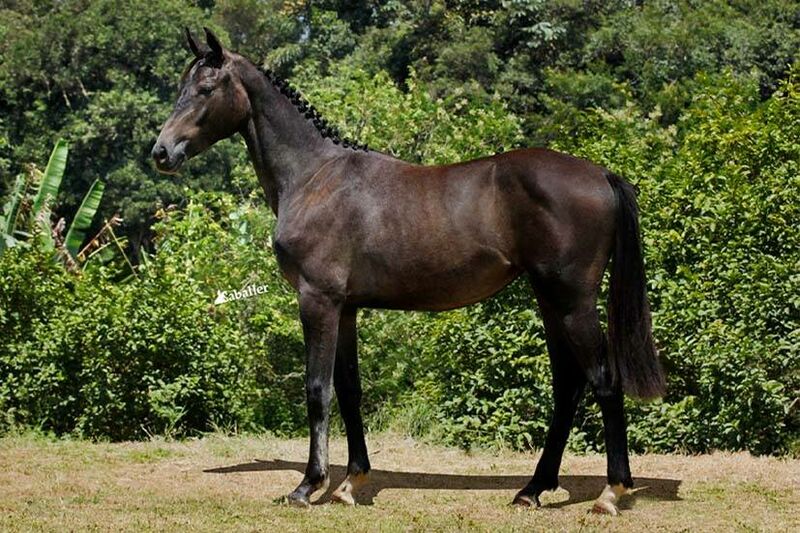 Cavalos de Salto  São Bernardo do Campo SP