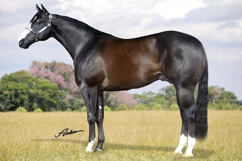 Guia de Raças: Appaloosa - Real H