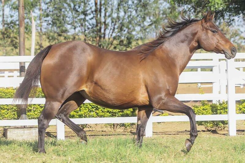 ZORRERO BIG DOC Cavalo que vem se destacando no Maranhão