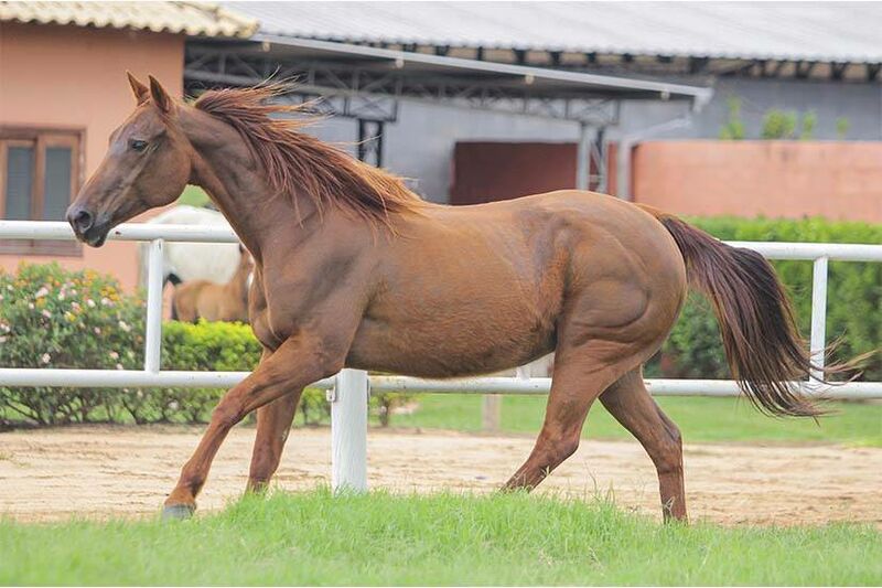 ZORRERO BIG DOC Cavalo que vem se destacando no Maranhão