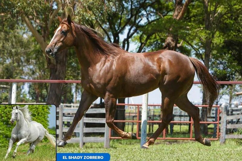 ZORRERO BIG DOC Cavalo que vem se destacando no Maranhão